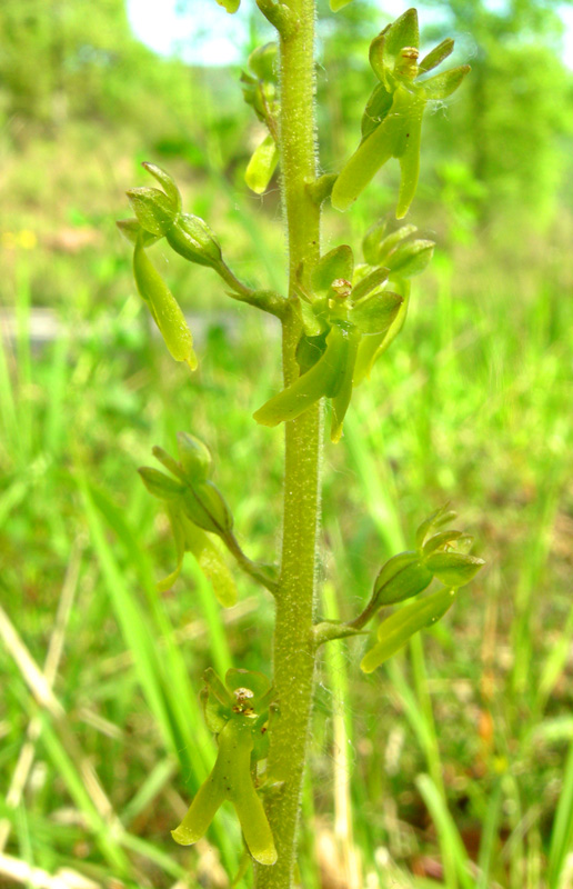 Orchidee del Chianti - Ophrys sphegodes e altre...